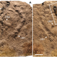 The fossilized trackways made by an unknown, ancient sea creature.